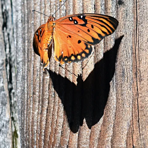A shadow follows a Gulf Fritillary. (Photo by Kathy Keatley Garvey)