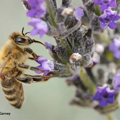 A varroa mite on a foraging honey bee. (Photo by Kathy Keatley Garvey)