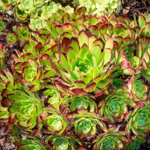 Photo by Samantha Dowdall