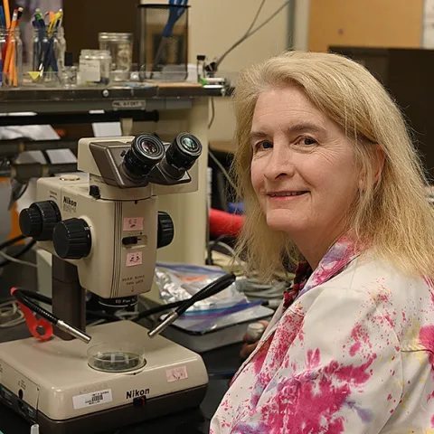 Aquatic entomologist Sharon Lawler, professor emerita, at her microscope in Briggs Hall. (Photo by Kathy Keatley Garvey)