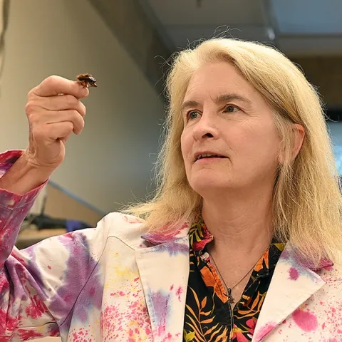 Aquatic entomologist Sharon Lawler examining a giant water bug. She retired from the UC Davis Department of Entomology and Nematology after a 28-year career. (Photo by Kathy Keatley Garvey)