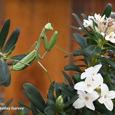Photographer to the praying mantis: "Good morning, Ms. Mantis! How are you today? Hope you're not thinking about catching a bee for breakfast!" (Photo by Kathy Keatley Garvey)