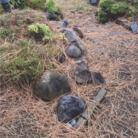 A couple of days worth of needle fall from a ponderosa pine