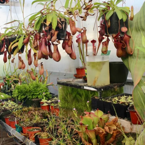 Carniverous pitcher plants (nepenthes) and sundews (drosera) at the CSUC Greenhouse. Michelle Graydon