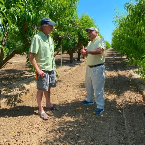 Dos expertos de UC ANR en un campo de frutas