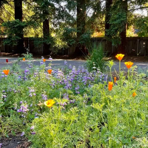 Early Spring blooms of collinsia, poppies, and lumpinus growing from seed directly sown in the Fall. MIchelle Graydon