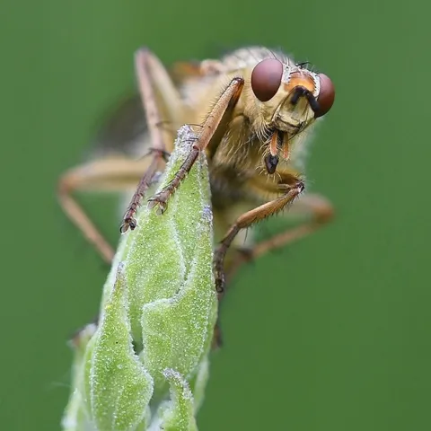 This image of a golden dung fly, Scathophaga stercoraria, won the ESA medal in the 2022 Insect Salon competition. (Photo by Kathy Keatley Garvey)