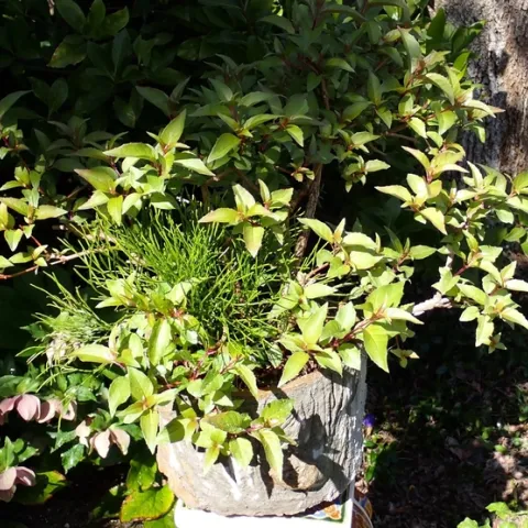 whisk fern pat matteson