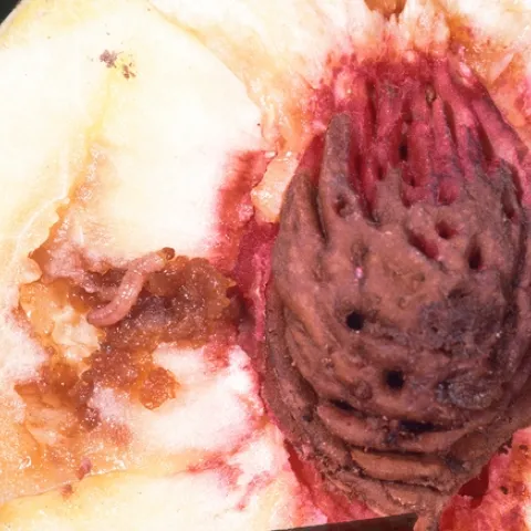oriental fruit moth larvae damage a peach