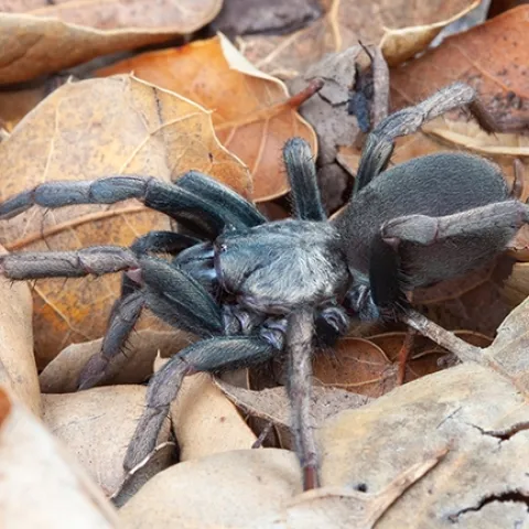 This is a Calisoga spider that Rodrigo Monjaraz-Ruedas will discuss at the UC Davis Department of Entomology and Nematology seminar on Oct. 30. (Photo by arachnologist Marshal Hedin, San Diego State University)