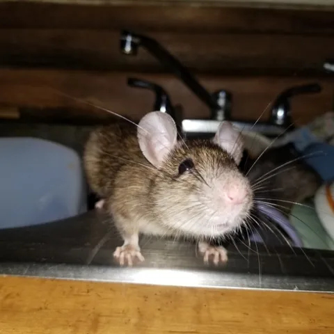 A close up of a brown mouse in a kitchen sink, with dishes in the background.