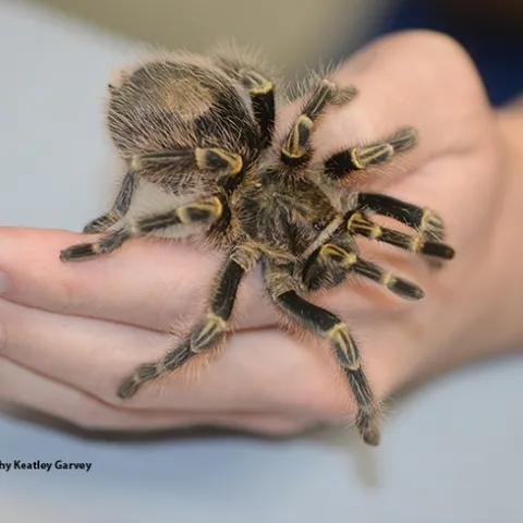 Tarantula crawling over human hand.