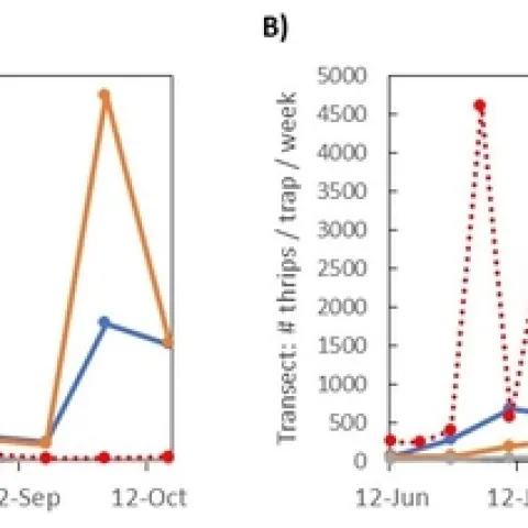 Figure 3. Average thrips per week collected on sticky traps from the hill transect (blue = traps at the top of the hill; orange = traps in the middle of the hill; grey = traps towards the bottom of the hill) and from nearby traps on ranches in the Salinas Valley (dotted red line). In A) the y-axis scale is the same for transect and valley counts while in B) the Valley Scale is adjusted to better compare the population trends between the two sets of data.