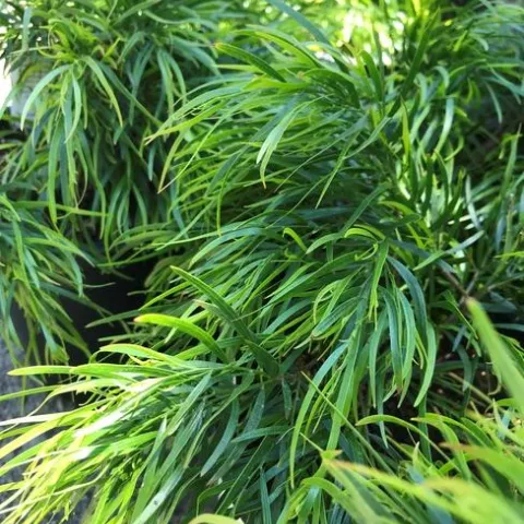 Photo by Andrea Peck