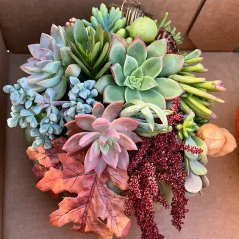 Succulent Yule Logs by Judy Hecht