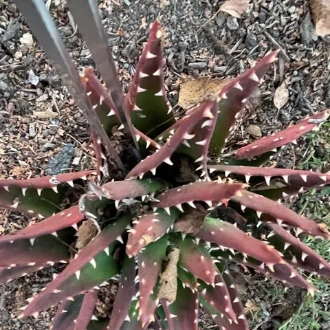 Aloe nobilis is a wonderful, tough plant—excellent at keeping kids from taking shortcuts across the garden.
