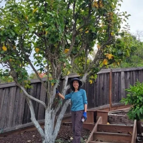 Chris Tanaka poses by her beloved Shinseki Asian Pear tree. Photo by Adam Tanaka.