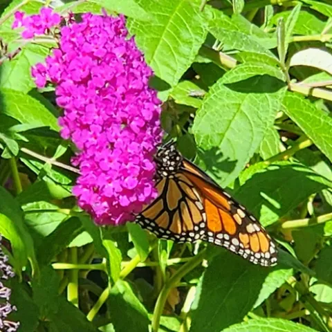 Monarch on Butterfly Bush - Al Alvarado