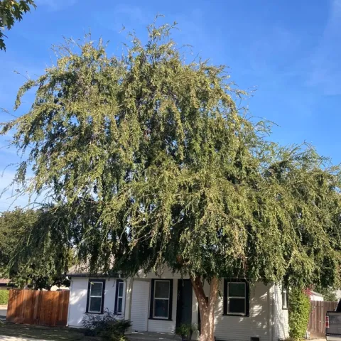 Trees may need irrigation or pruning in the fall to prepare for winter. (Photo: Jeannette Warnert)