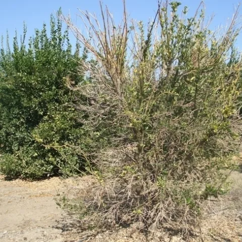 citrus thinning canopy phytophthora
