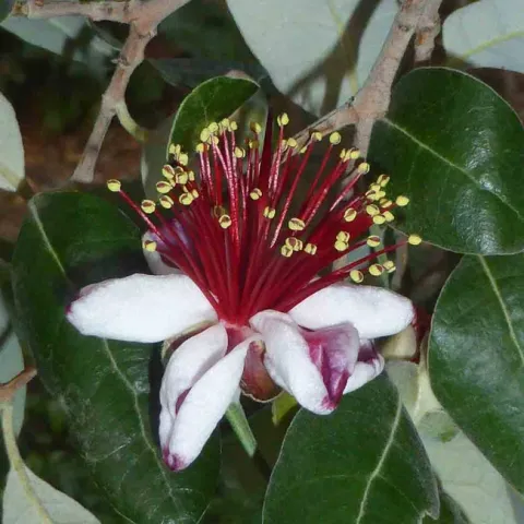 Feijoa (pineapple guava) flower, edible petals turned upwards. J. Lawrence