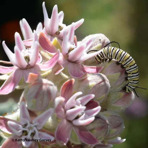 A monarch caterpillar chomping on showy milkweed, Asclepias speciosa, in a Vacavile garden. (Photo by Kathy Keatley Garvey)
