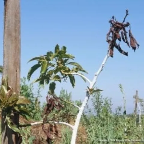 asphyxaited trees with whitewash