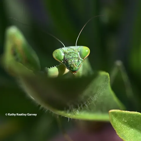 A female praying mantis, Stagmomantis limbata, ponders Daylight Savings Time. (Photo by Kathy Keatley Garvey)