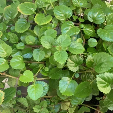 Photo by Deborah Light-Pacheco