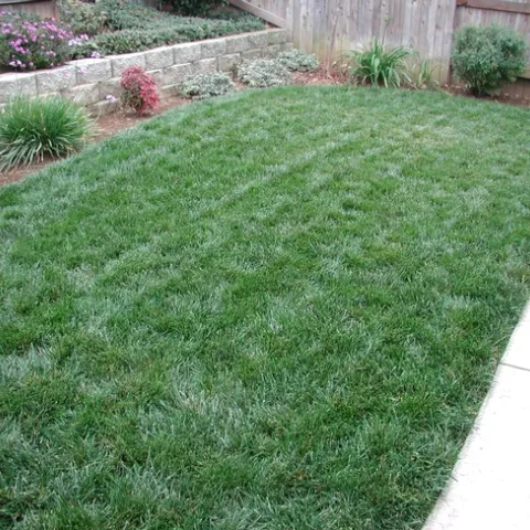 A green backyard lawn surrounded by small shrubs.