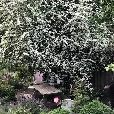 English Hawthorne Photo credit Cindy Watter