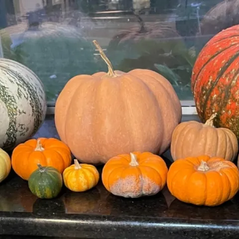 Pumpkins