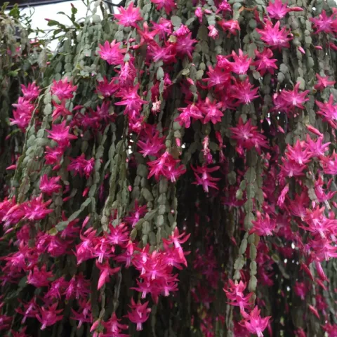 Place Christmas cactus in darkness to stimulate flower bud formation. (Photo: Gary J. Wood from Toronto, Canada, Wikimedia Commons)