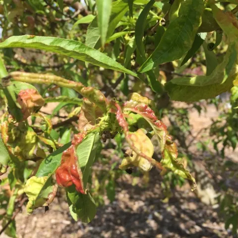 A close up of narrow, long green leaves of a peach tree. Some leaves have curled and are red and distored from peach leaf curl.