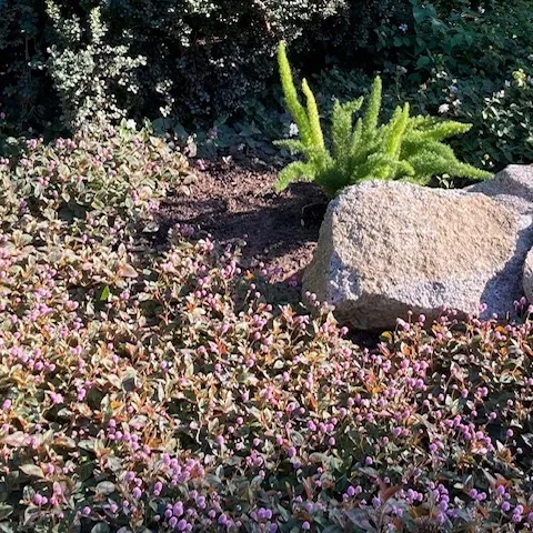 Pink knotweed groundcover in a photo taken in mid-November. (Photo: Nancy Devaurs)