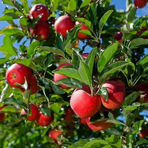Red-skinned apples hang in a tree