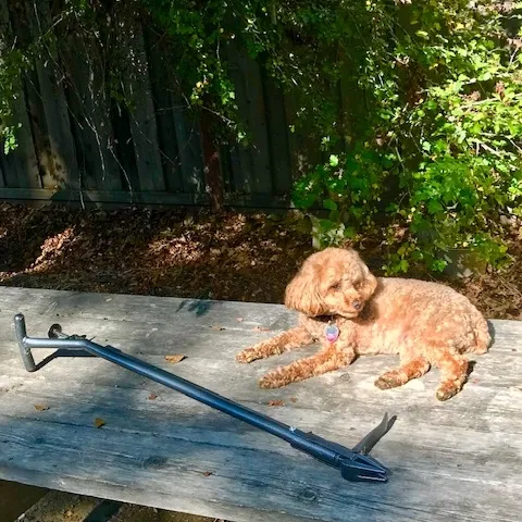 Photo credit Cindy Watter. This is her dog, Ruby.