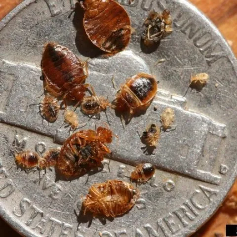 Multiple sizes of small, brown, oval-shaped insects on a nickel.