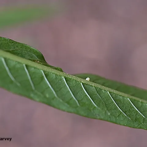 A tiny monarch egg. Image taken on Nov. 14, 2023 in a Vacaville garden. (Photo by Kathy Keatley Garvey)