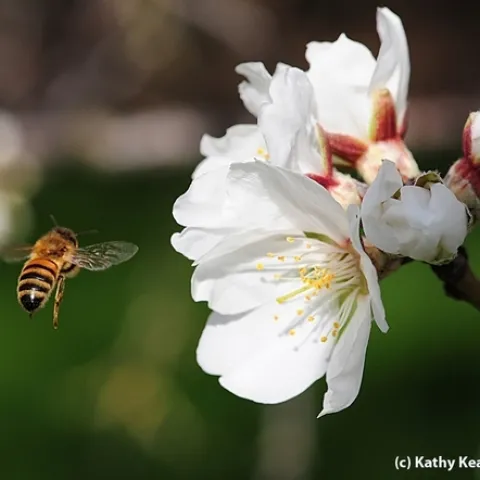 A honey bee heads toward an almond blossom on Bee Biology Road, UC Davis. (Photo by Kathy Keatley Garvey)