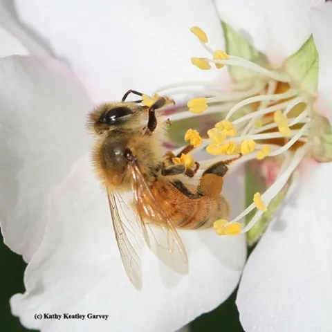 A honey bee pollinating an almond blossom. (Photo by Kathy Keatley Garvey)
