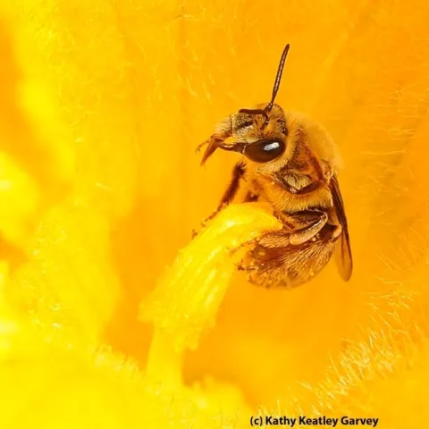 The squash bee, Peponapis pruinosa, pollinating a squash. (Photo by Kathy Keatley Garvey)