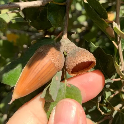 acorns on tree