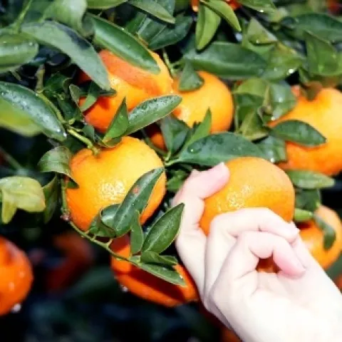 Hand reaches up to pick an orange from a tree