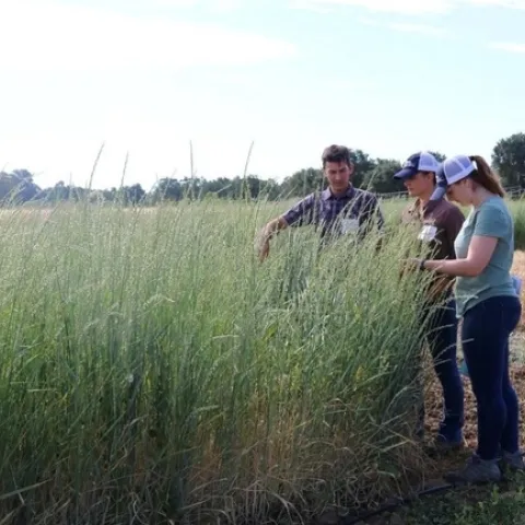 Three researchers examine plots of wheatgrass
