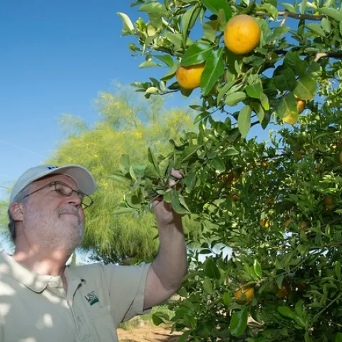Water citrus now to produce a good crop next year. Wait until spring to plant new citrus trees. (Photo: USDA)
