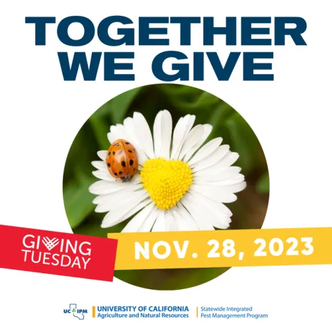 "Together we give; Giving Tuesday; November 28,2023" and a lady beetle on a white daisy flower.
