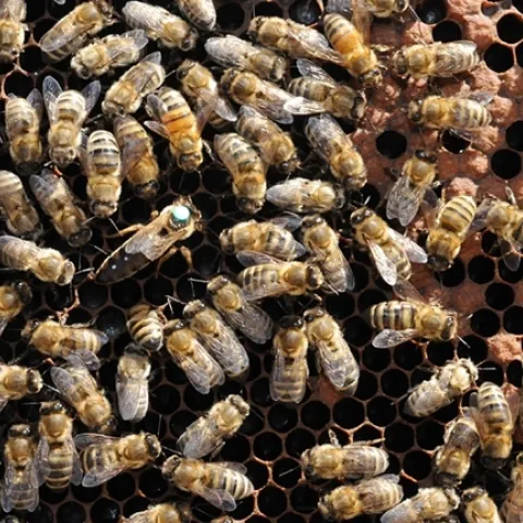 Honey bees at work in the hive. (Photo by Kathy Keatley Garvey)