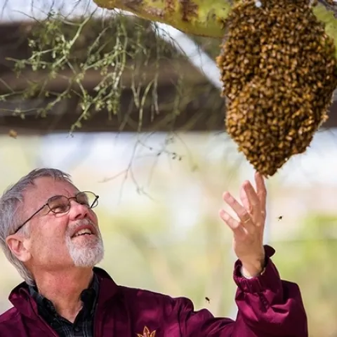 Honey bee geneticist Robert E. Page Jr. looks at a swarm. (Photo courtesy of Arizona State University)