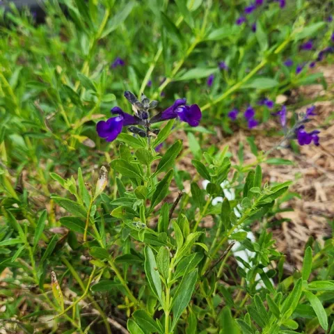 Photo by Polly Nelson